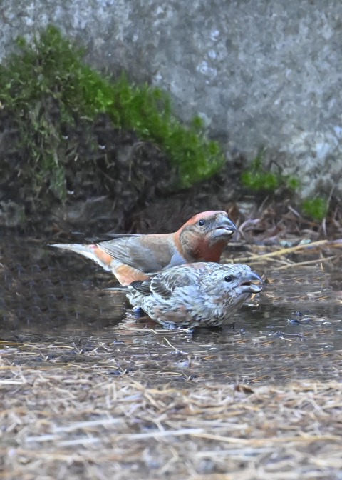 イスカ幼鳥8014