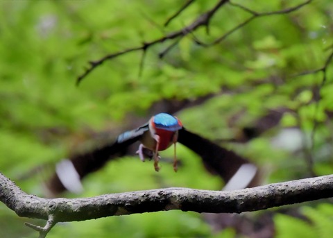 ヤイロチョウ9388○