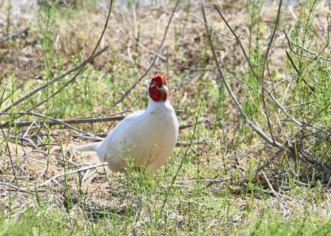 キジ♂白化8147