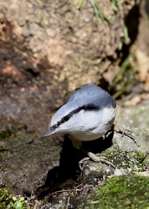 ゴジュウカラ5325