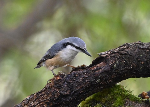 ゴジュウカラ4102