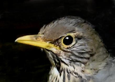 クロツグミ♀5000