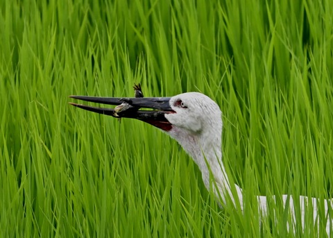 餌捕り・コウノトリ(ひかる)4689