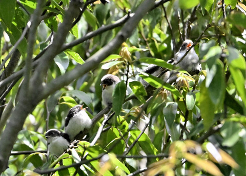 エナガのヒナ4035