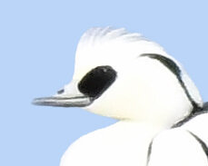 ミコアイサ♂4000