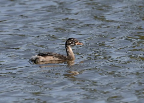 カイツブリ幼鳥0302