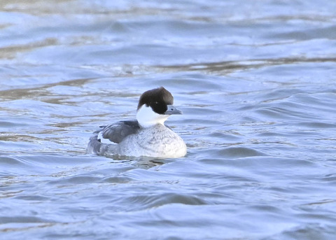 ミコアイサ♀1553