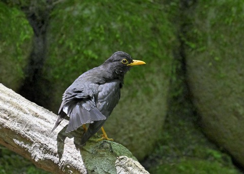 クロツグミ♂5618