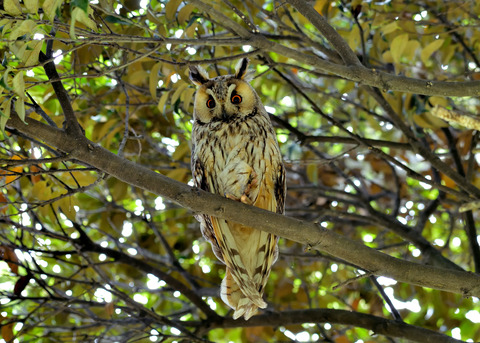 トラフズク♂8463