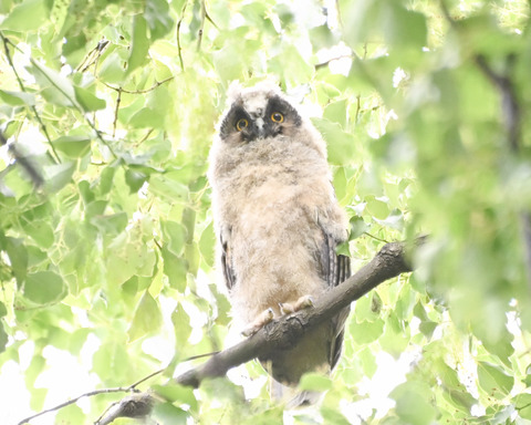 トラフズク♀雛4912