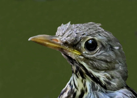 クロツグミ♂幼鳥5000