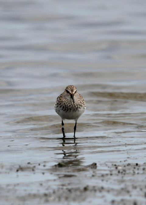 コシジロウズラシギ6283