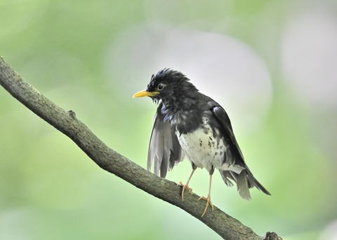 クロツグミ♂0269