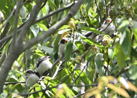 エナガのヒナ4026