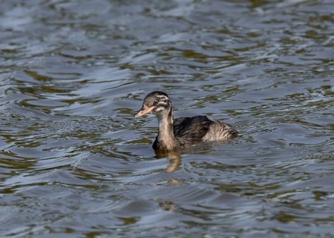 カイツブリ幼鳥0285