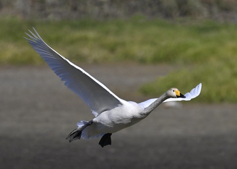 オオハクチョウ4064