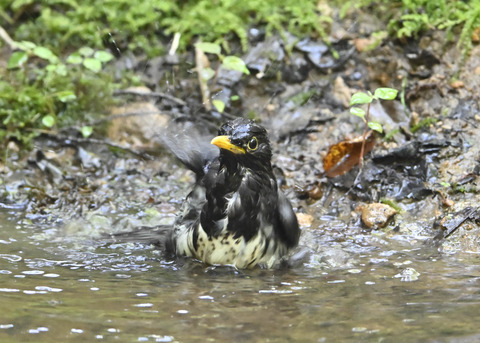 クロツグミ♂4055
