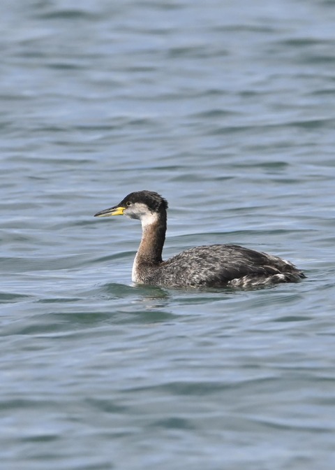 アカエリカイツブリ0670