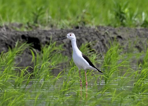 セイタカシギ9206