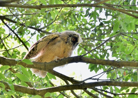 トラフズクのヒナ5394