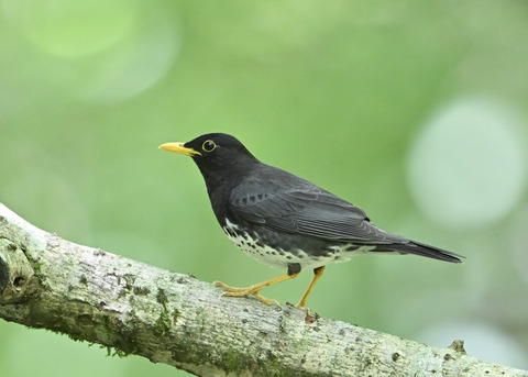 クロツグミ♂0376