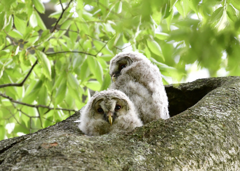 フクロウのヒナ①②4496