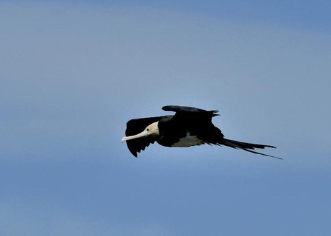 オオグンカンドリ0795