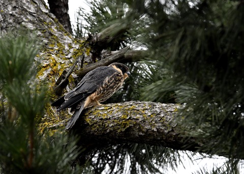 ハヤブサのヒナ①3586