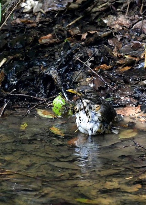 クロツグミ♀0487
