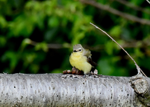 マミジロキビタキ♀6805