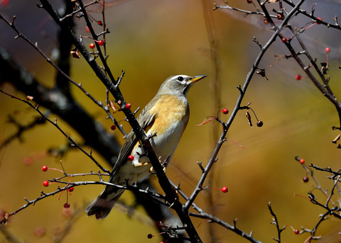 マミチャジナイ0726