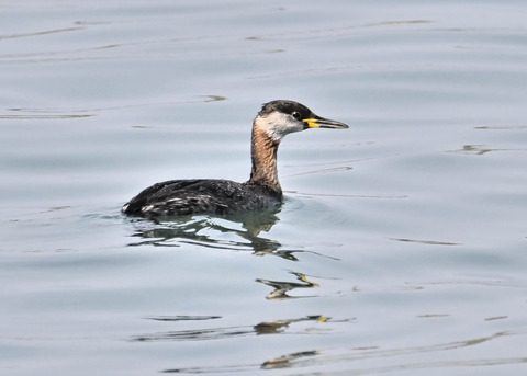 ｱｶｴﾘｶｲﾂﾌﾞﾘ8623