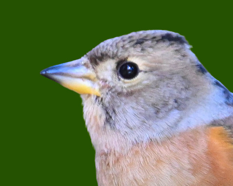 アトリ♀8001