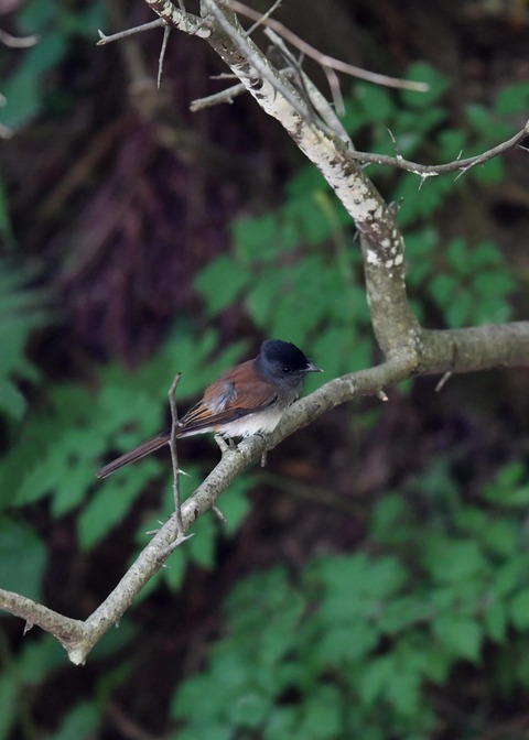サンコウチョウ幼鳥9404