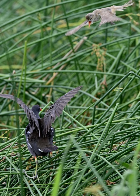 オオヨシキリ幼鳥8568