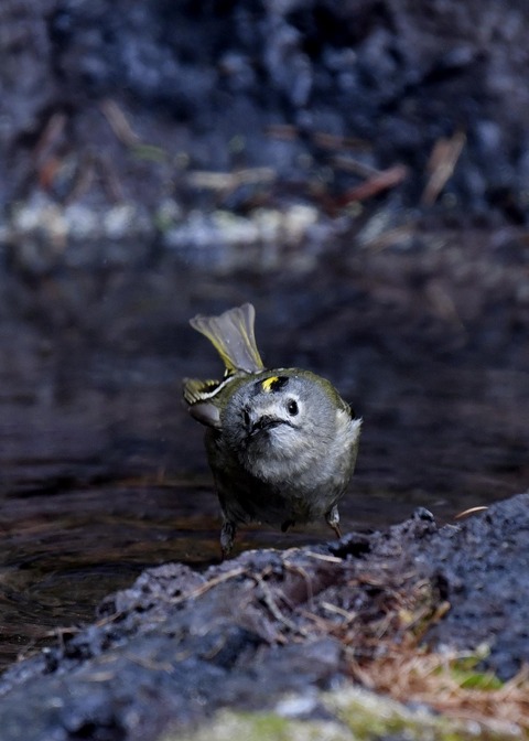 キクイタダキ9549