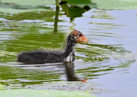 オオバンのヒナ1408
