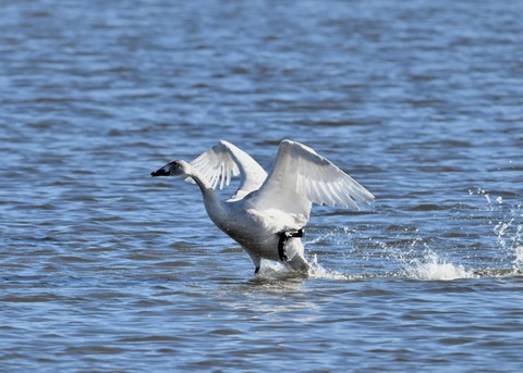 オオハクチョウ幼鳥1827