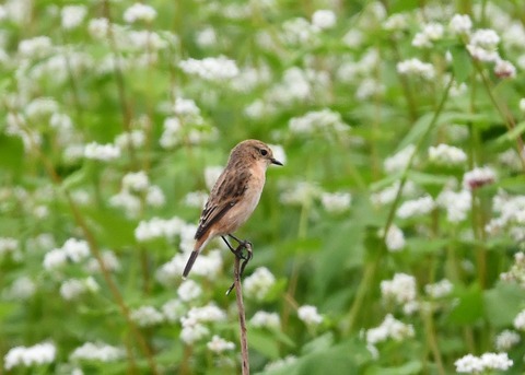 ノビタキ♀9225