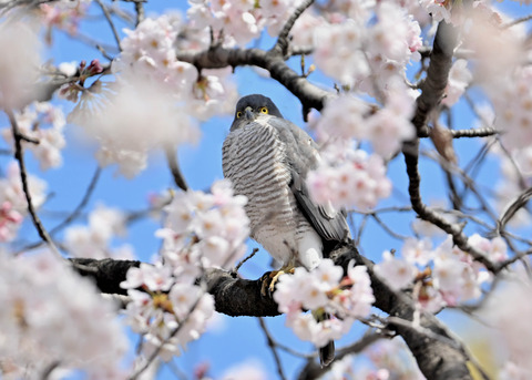 ツミ♀0198