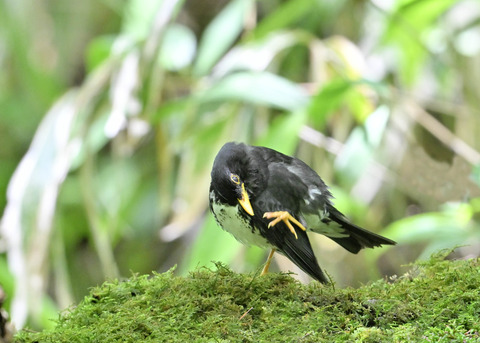 クロツグミ♂0182