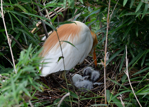 アマサギ7793
