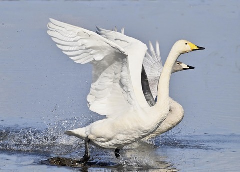 オオハクチョウ3196