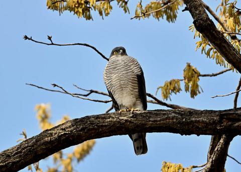 ツミ♀0327