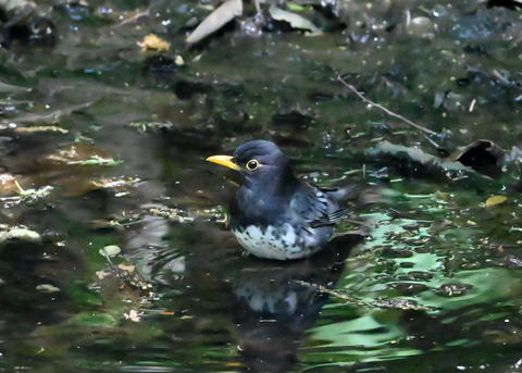 クロツグミ♂7068