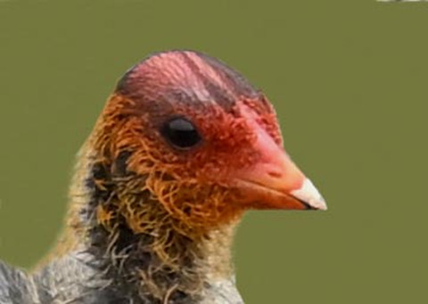 オオバンのヒナ0004