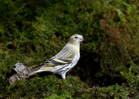 マヒワ♀7828