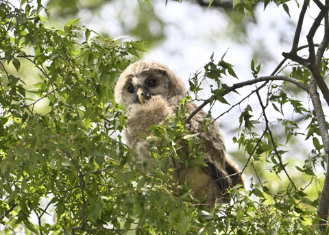 フクロウのヒナ7621