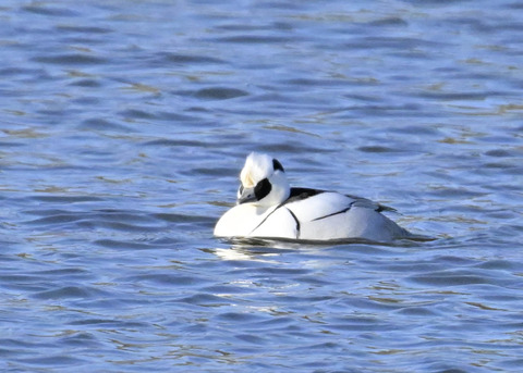 ミコアイサ♂4387