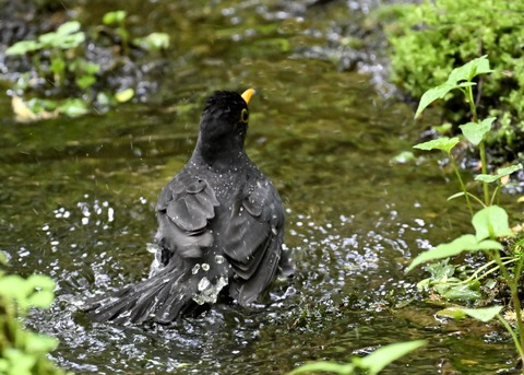 クロツグミ♂3523
